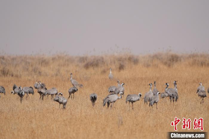 圖為草原上棲息的灰鶴。　先宮 攝