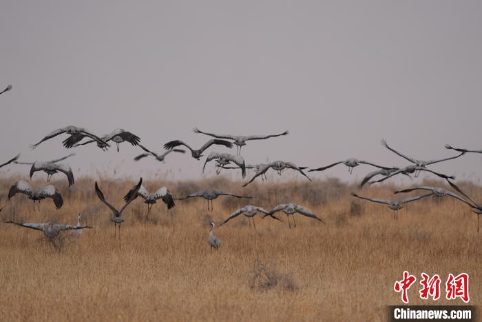 青海都蘭成群灰鶴匯集，場面壯觀