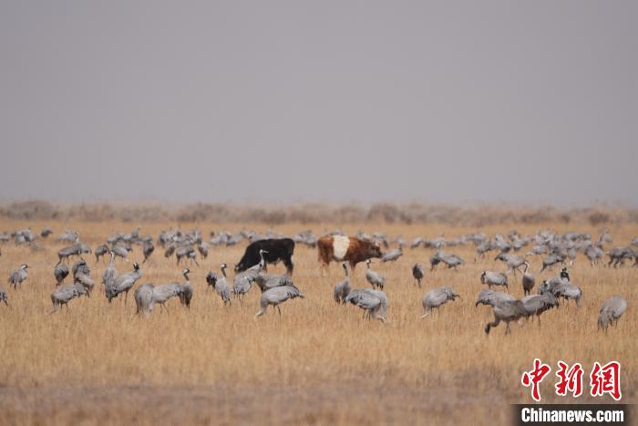 圖為草原上棲息的灰鶴。　先宮 攝