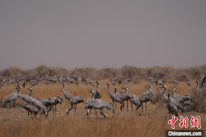 圖為灰鶴。　先宮 攝