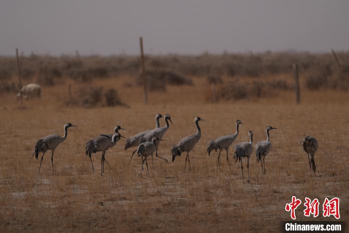 圖為灰鶴?！∠葘m 攝