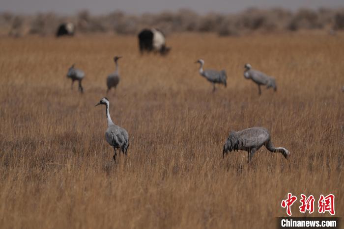 圖為灰鶴?！∠葘m 攝