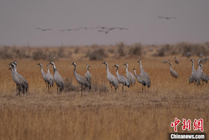 圖為灰鶴?！∠葘m 攝
