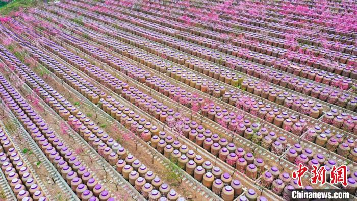 灼灼桃花惹人醉?！㈡?攝