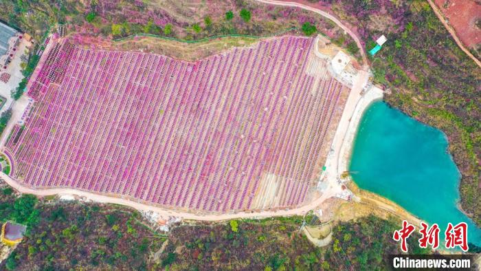 灼灼桃花惹人醉?！㈡?攝