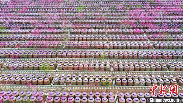 桃花和酒壇相映成趣。　劉媛 攝