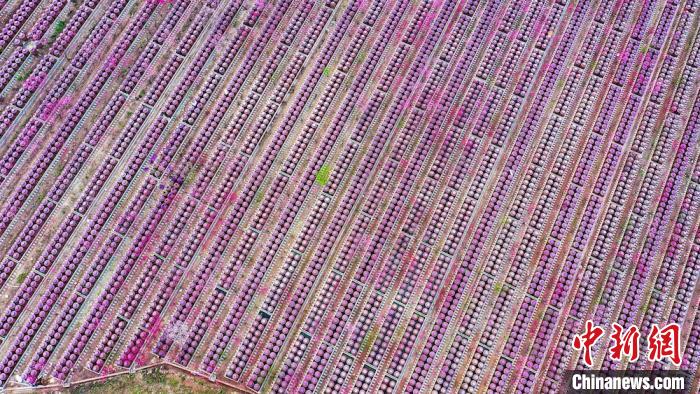 桃花和酒壇相映成趣?！㈡?攝