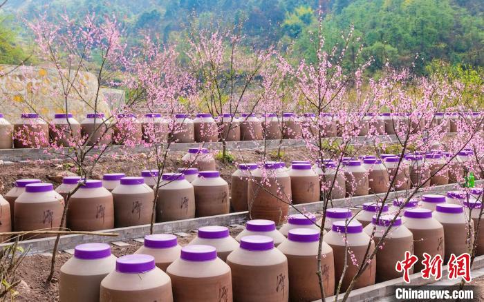 桃花和酒壇相映成趣?！∫足?攝