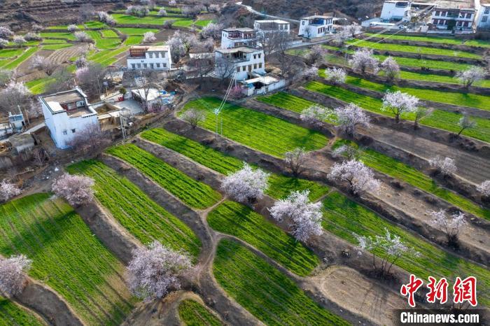 白松鎮(zhèn)層層麥田綠意盎然，與桃林構(gòu)成一幅美麗的鄉(xiāng)村畫卷?！⒅铱?攝