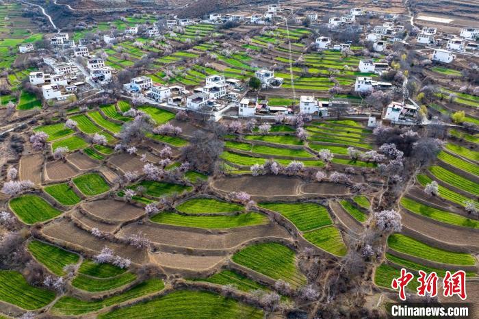 白松鎮(zhèn)桃花林中的白藏房?！⒅铱?攝