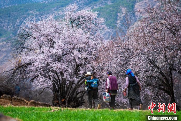 行走在麥田和桃樹下的白松鎮(zhèn)村民?！⒅铱?攝
