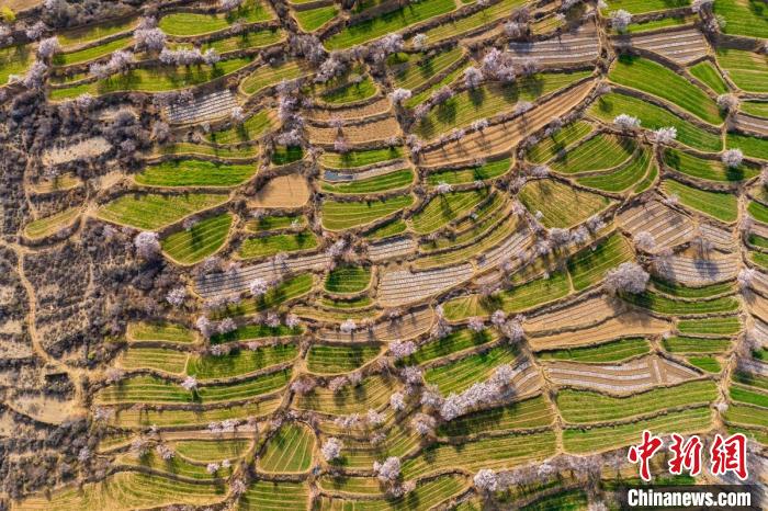 空中俯瞰得榮縣白松鎮(zhèn)的高山麥田和桃林?！⒅铱?攝