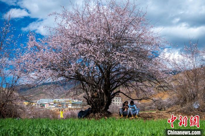 桃花樹下兩名女孩正在玩手機?！⒅铱?攝