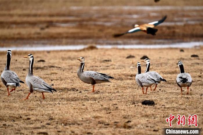圖為成群的斑頭雁。　包雷 攝