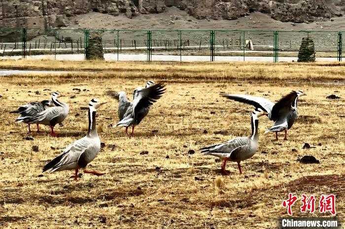 圖為斑頭雁?！“?攝