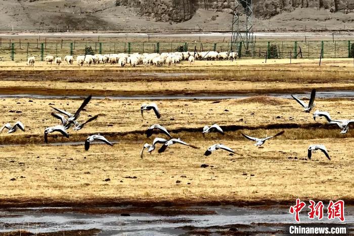 圖為斑頭雁在羊群邊飛翔?！“?攝