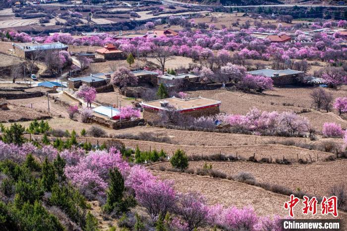道孚麻灣村房前屋后的杏花繞村怒放?！『涡秀?攝