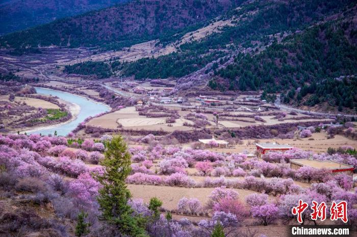 道孚縣麻灣村上千株盛開的杏花將鄉(xiāng)村裝點一新?！『涡秀?攝