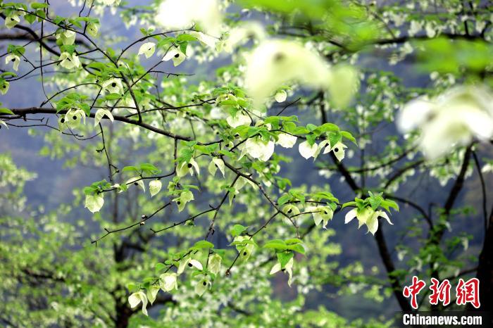 珙桐在春末夏初之際開花，花期較短?！螚?攝