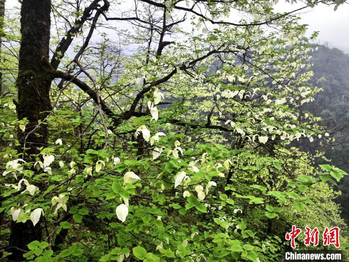 山谷兩側(cè)高大繁茂的珙桐樹?！螚?攝