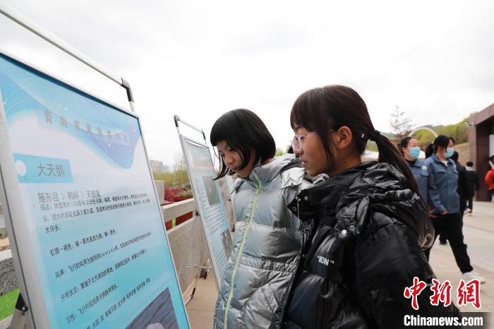 圖為學(xué)生通過展板了解青海常見鳥類?！●R銘言 攝