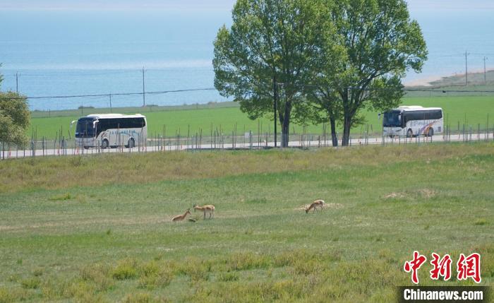 圖為成群普氏原羚在草場上愜意覓食，悠閑自在?！●R銘言 攝