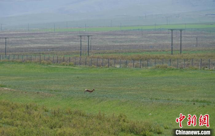 圖為一只普氏原羚在草場上奔跑?！●R銘言 攝