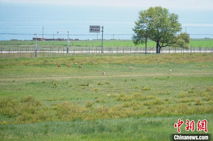 圖為成群普氏原羚在草場上愜意覓食，悠閑自在。　馬銘言 攝