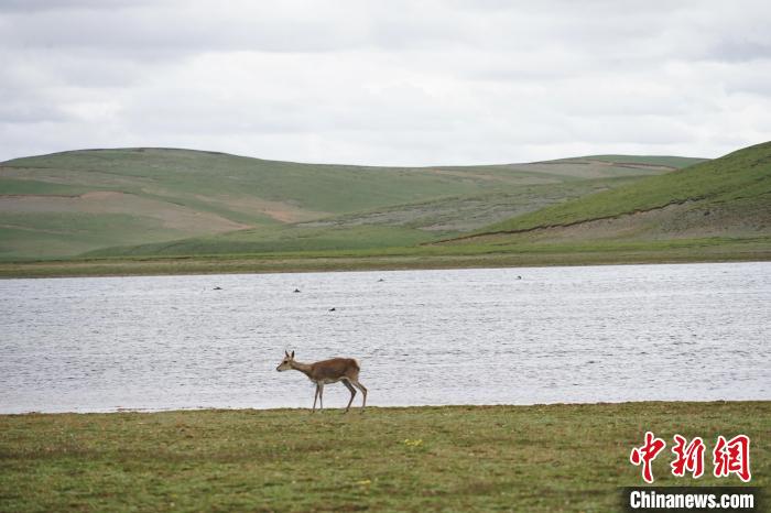圖為藏原羚在扎陵湖岸畔悠閑漫步。　馬銘言 攝