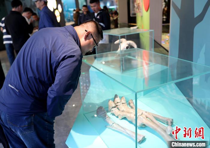 圖為臺(tái)商在祁連山國(guó)家公園生態(tài)科普館內(nèi)觀(guān)看標(biāo)本?！⊙Φ?攝