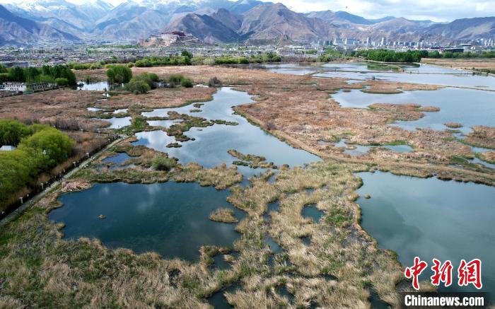 圖為拉薩拉魯濕地。(無(wú)人機(jī)照片) 李林 攝