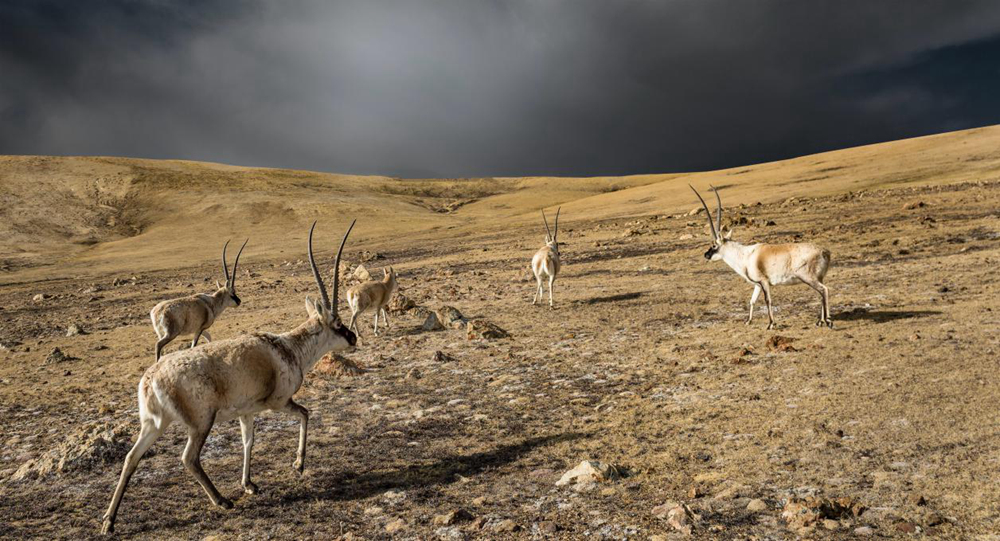 “高原精靈”藏羚羊。尼瑪多吉攝