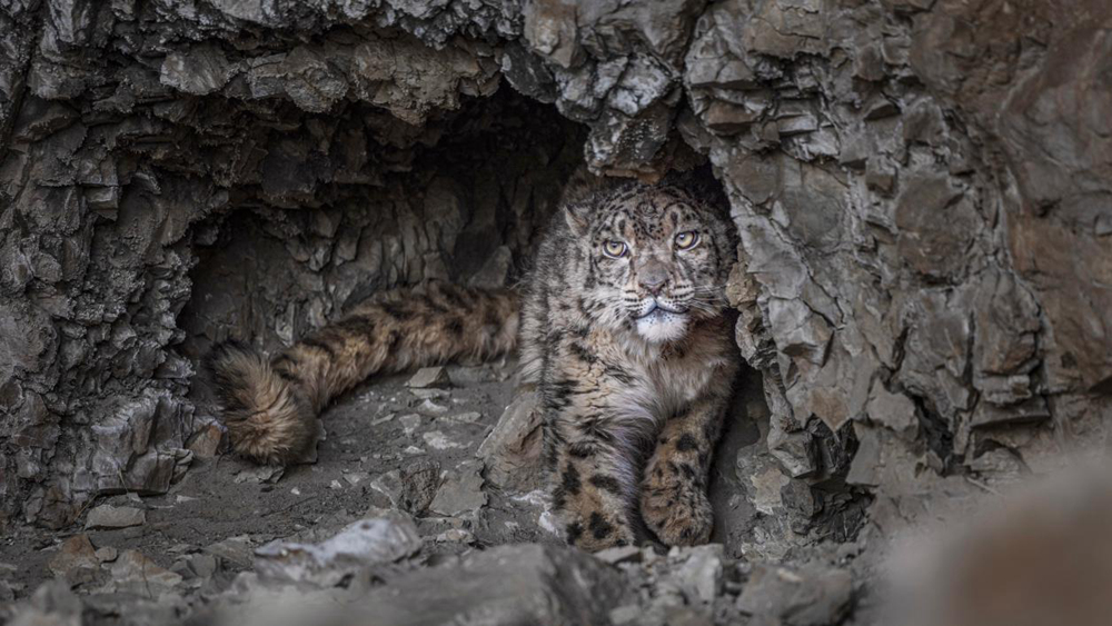 “高原精靈”雪豹。尼瑪多吉攝
