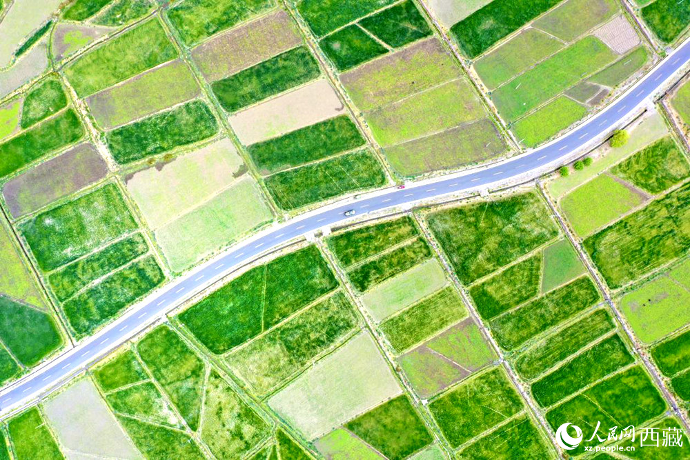 無(wú)人機(jī)視角下的西藏山南市瓊結(jié)農(nóng)田。人民網(wǎng)記者 次仁羅布攝