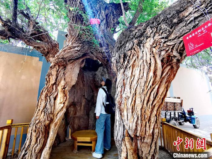 青海海東市阿河灘地質(zhì)文化村：古樹(shù)新枝、丹山碧水