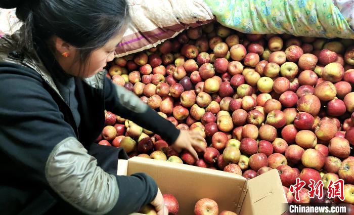 圖為通麥村村民巴桑拉姆精心挑選蘋果進(jìn)行裝箱?！∝暽＠?攝