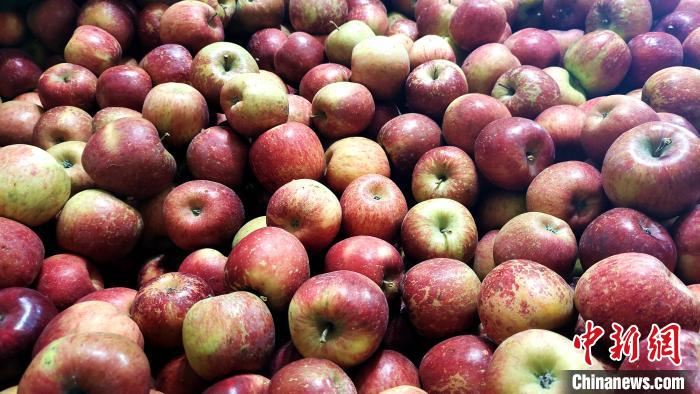 圖為通麥村村民巴桑拉姆家待裝箱的蘋果?！∝暽＠?攝