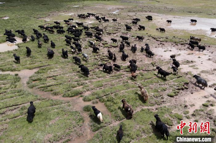 近年來，那曲市班戈縣推行村級牧業(yè)經濟合作社，牧民們將牛羊及草場作為股份加入合作社，部分牧民開始從事旅游服務、服裝加工及運輸?shù)刃袠I(yè)，收入逐年提高。圖為8月3日，班戈縣的牦牛群在一片草原濕地中覓食(資料圖)?！〗w波 攝