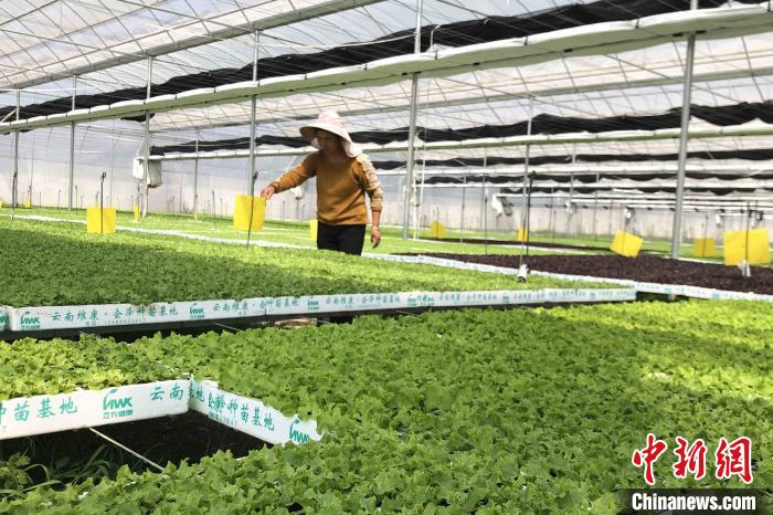 圖為會(huì)澤現(xiàn)代化農(nóng)業(yè)產(chǎn)業(yè)扶貧基地內(nèi)，貧困戶成為了產(chǎn)業(yè)工人?！】姵?攝