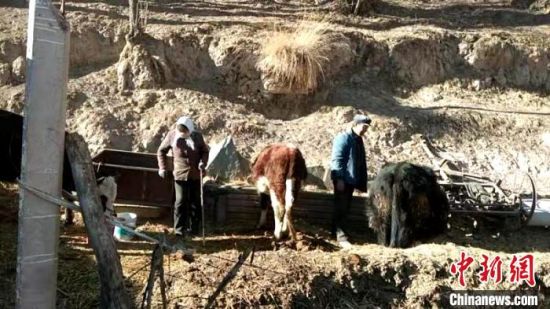 圖為孔繁福夫妻正在收拾牛圈?！±铍h　攝