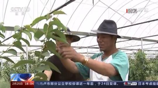 種蘑菇、養(yǎng)駱駝...。。特色產(chǎn)業(yè)助力鄉(xiāng)村振興走新路