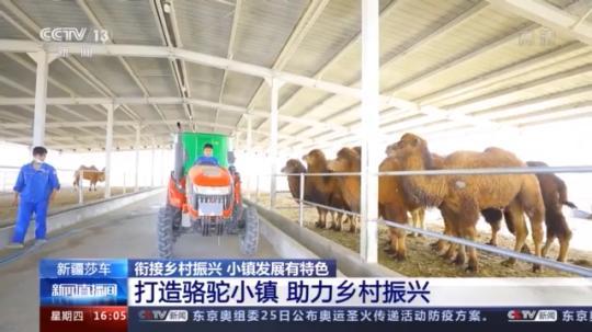 種蘑菇、養(yǎng)駱駝...。。特色產(chǎn)業(yè)助力鄉(xiāng)村振興走新路