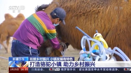 種蘑菇、養(yǎng)駱駝...。。特色產(chǎn)業(yè)助力鄉(xiāng)村振興走新路