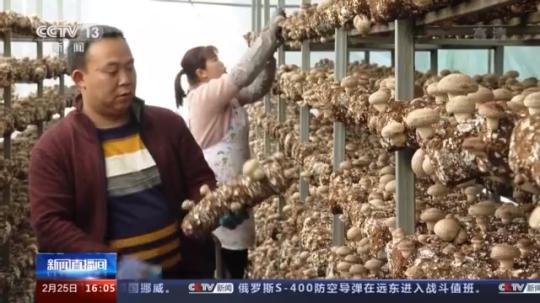 種蘑菇、養(yǎng)駱駝...。。特色產(chǎn)業(yè)助力鄉(xiāng)村振興走新路