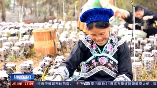 種蘑菇、養(yǎng)駱駝...。。特色產(chǎn)業(yè)助力鄉(xiāng)村振興走新路