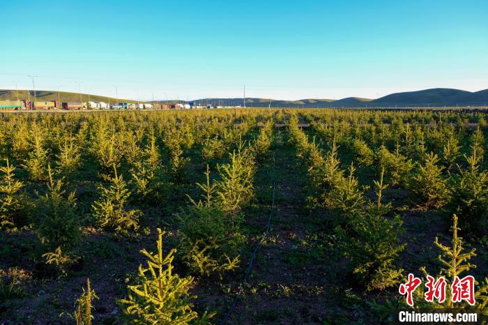 圖為科技團(tuán)隊(duì)在海拔4500米的西藏那曲種出“小森林”，其中超過7成成功越過5個冬天?！〗w波 攝