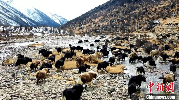 圖為角木那村生態(tài)散養(yǎng)的牦牛正在覓食。　洪若虹 攝