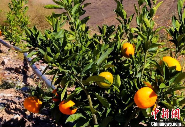 昌都芒康縣依托“兩江流域”干熱河谷地帶地理優(yōu)勢(shì)將康巴蜜橘、蘋(píng)果、甜石榴、葡萄、蜜桃等經(jīng)濟(jì)林木種植。　昌都市芒康縣委宣傳部供圖