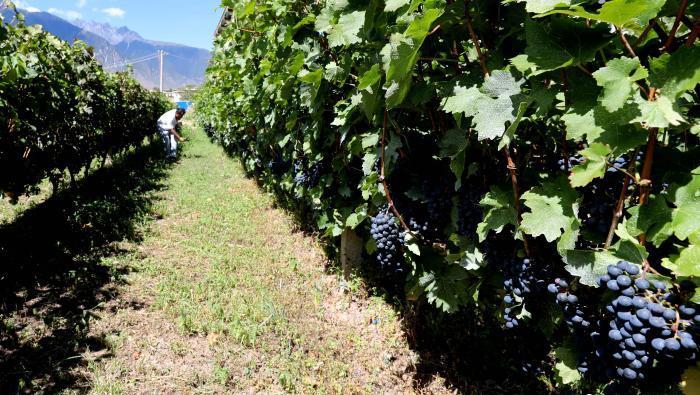 昌都芒康縣依托“兩江流域”干熱河谷地帶地理優(yōu)勢將康巴蜜橘、蘋果、甜石榴、葡萄、蜜桃等經(jīng)濟(jì)林木種植。　昌都市芒康縣委宣傳部供圖