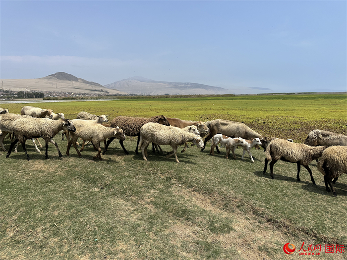 當?shù)貢r間11月15日，羊群在錢凱港附近的圣羅莎濕地棲息。人民網(wǎng)記者 周雨攝
